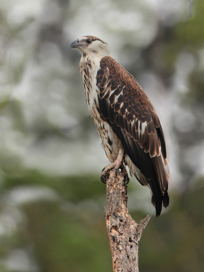 Afrikanischer Greifvogel