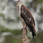 Afrikanischer Greifvogel