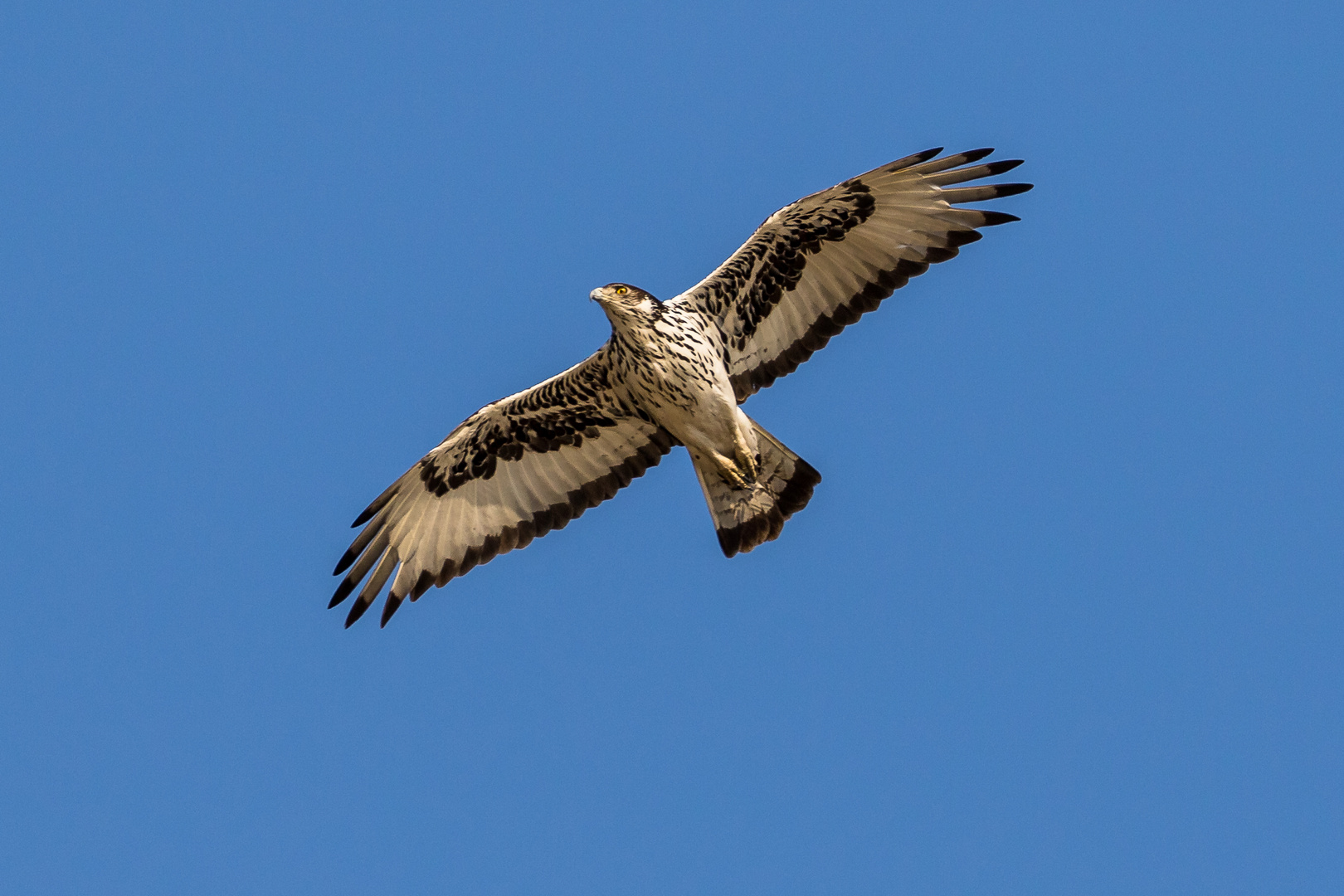 Afrikanischer Habichtsadler