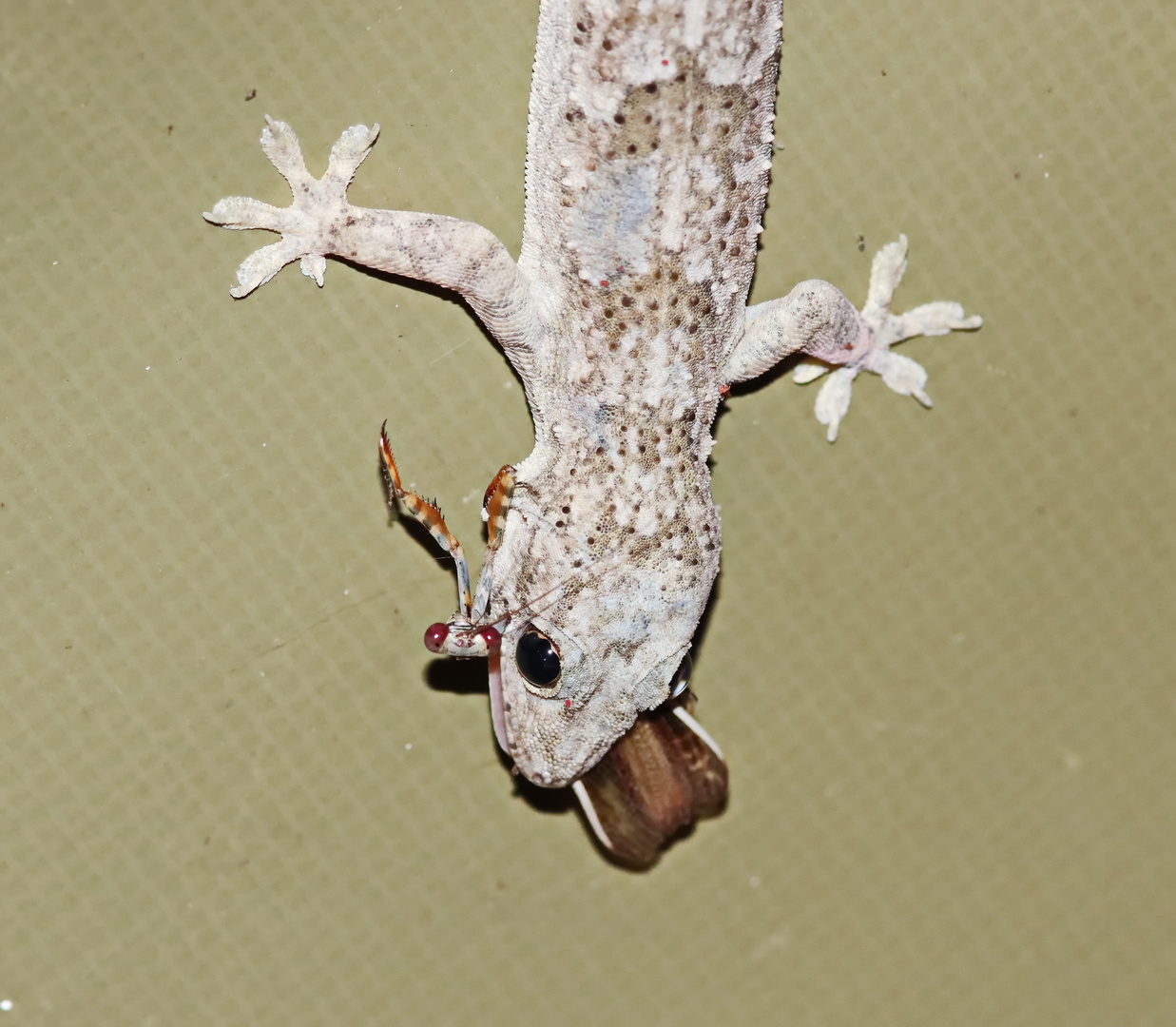 Afrikanischer Hausgecko