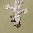 Afrikanischer Hausgecko