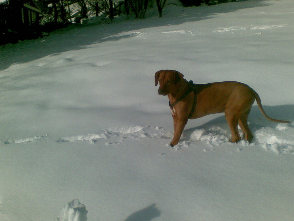 Afrikanischer Hund im ..Snow..