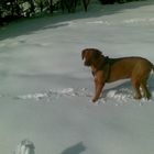 Afrikanischer Hund im ..Snow..