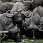 Afrikanischer (Kaffern-) Büffel #1804