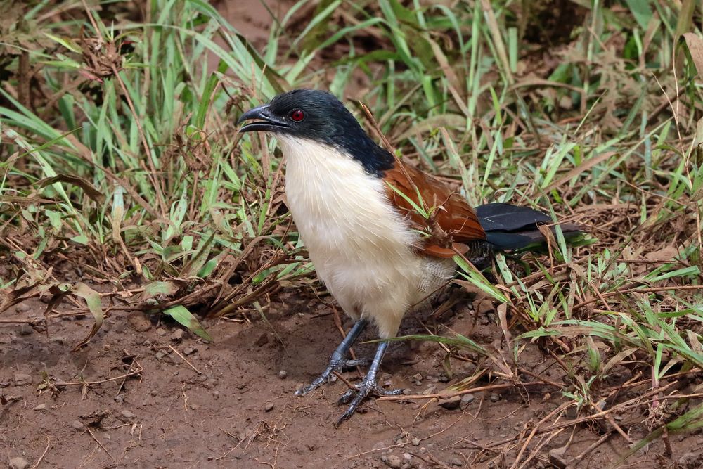 Afrikanischer Kuckuck