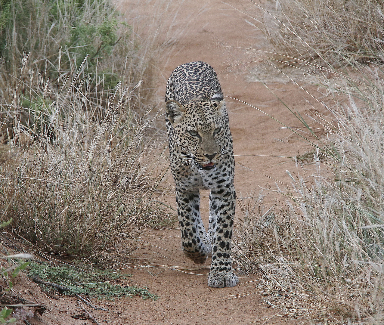 Afrikanischer Leopard - Bild 2