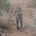 Afrikanischer Leopard - Bild 2