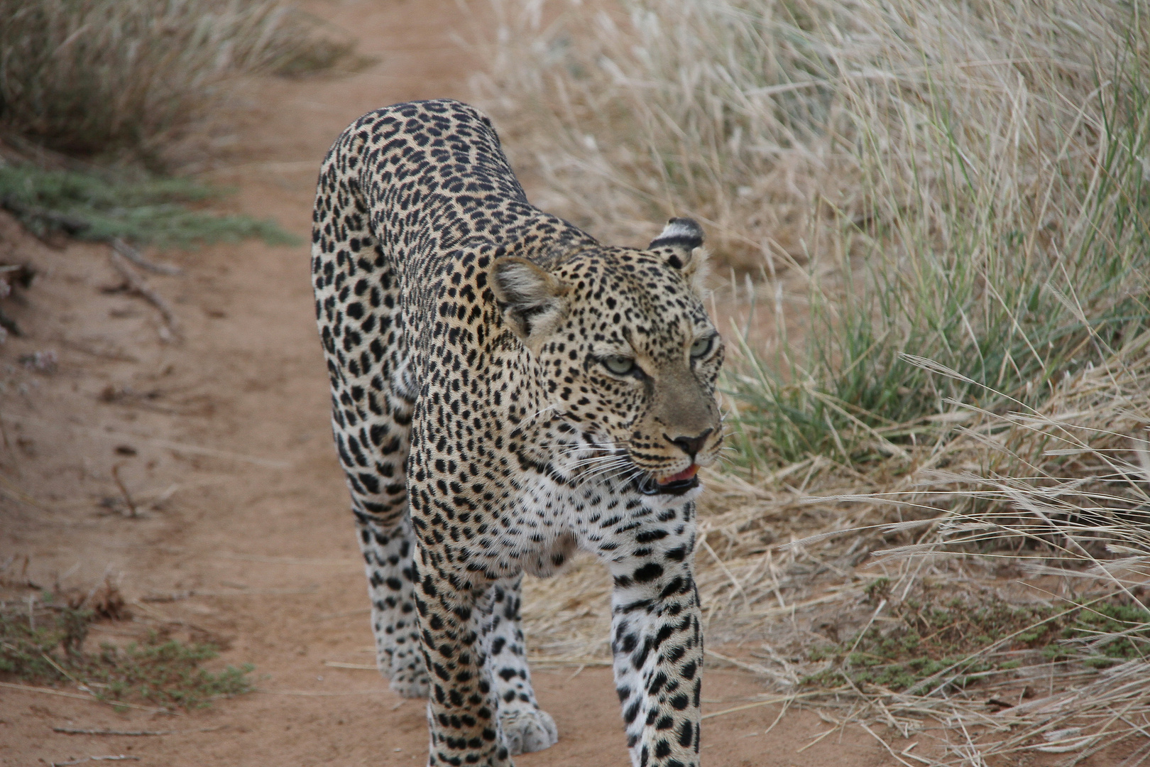 Afrikanischer Leopard - Bild 3