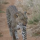 Afrikanischer Leopard - Bild 3