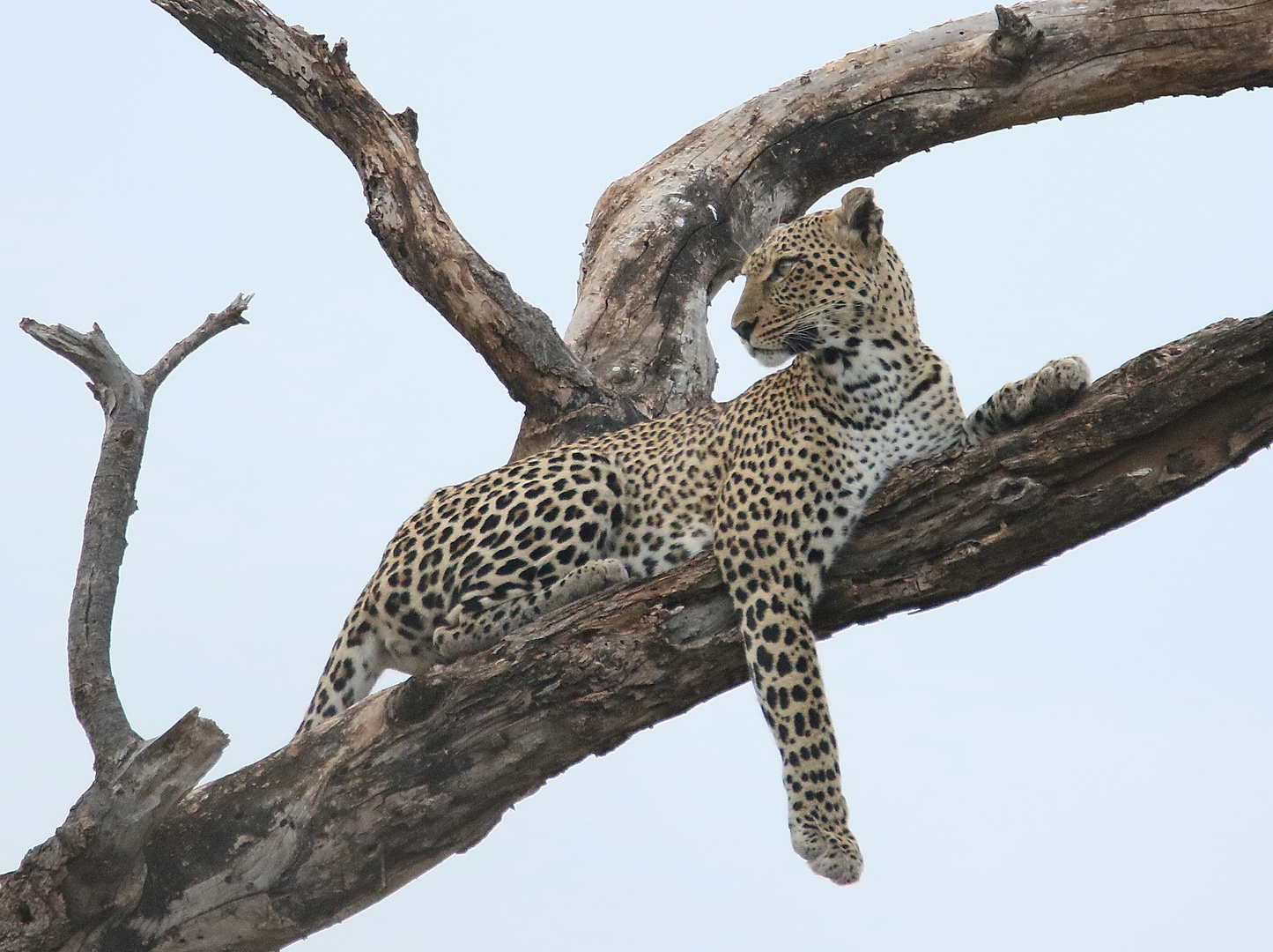 Afrikanischer Leopard - Bild 5