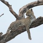 Afrikanischer Leopard - Bild 5