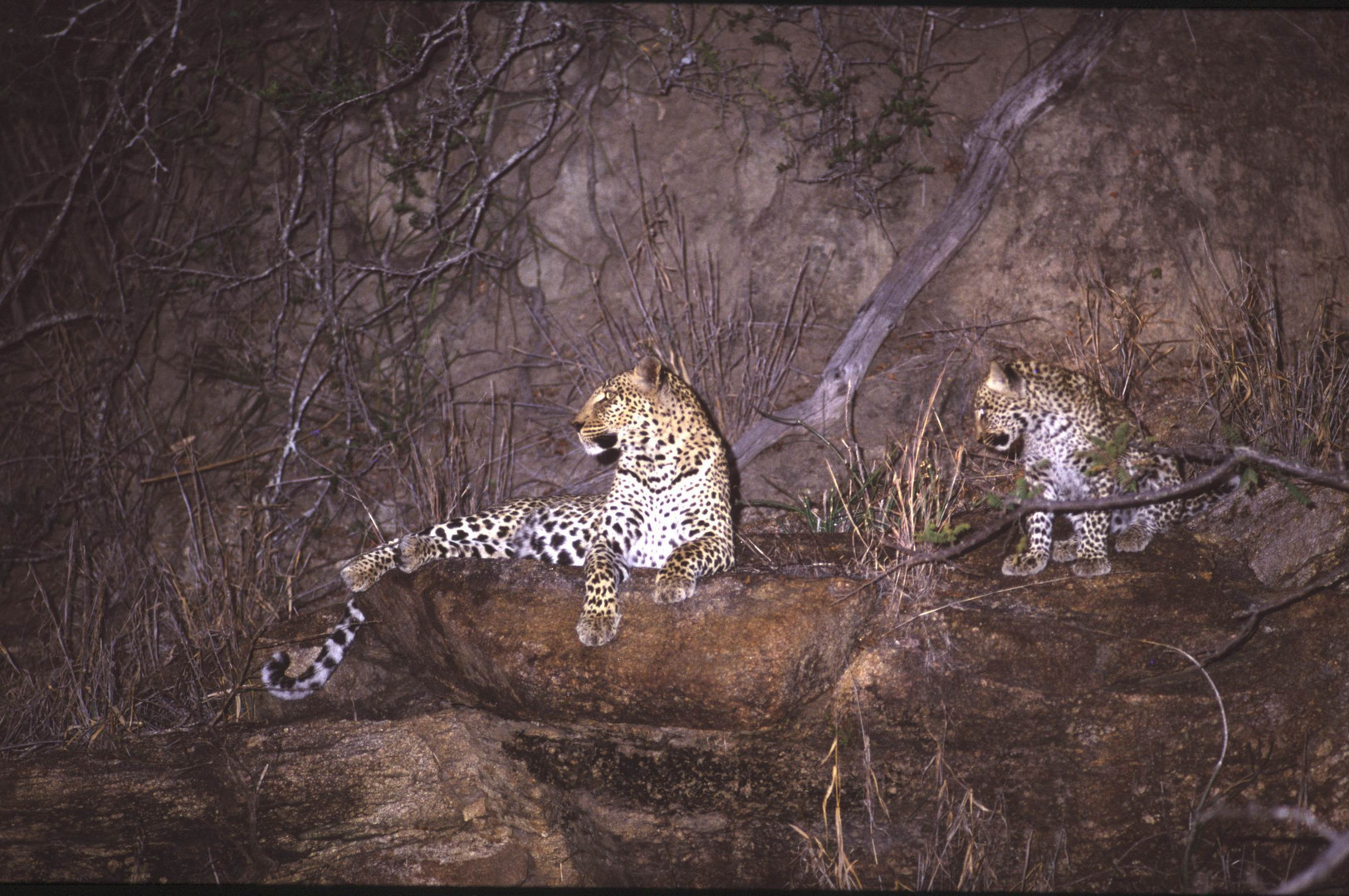 Afrikanischer Leopard mit Juntier