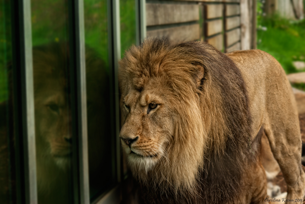 afrikanischer Löwe