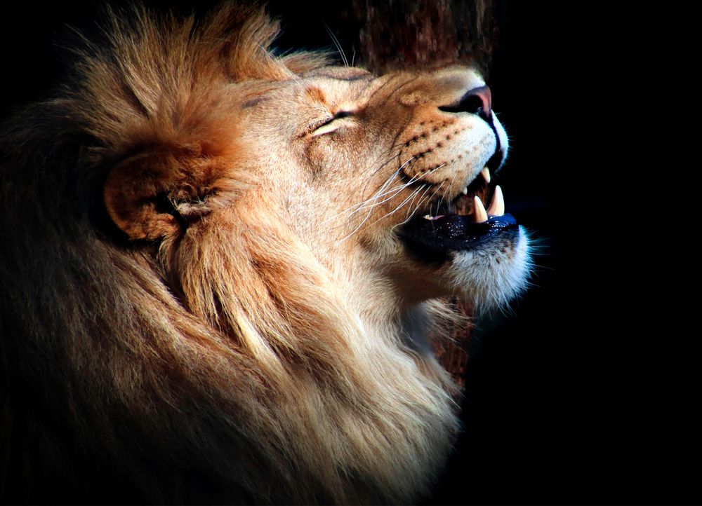 Afrikanischer L we Foto Bild  tiere  wildlife 