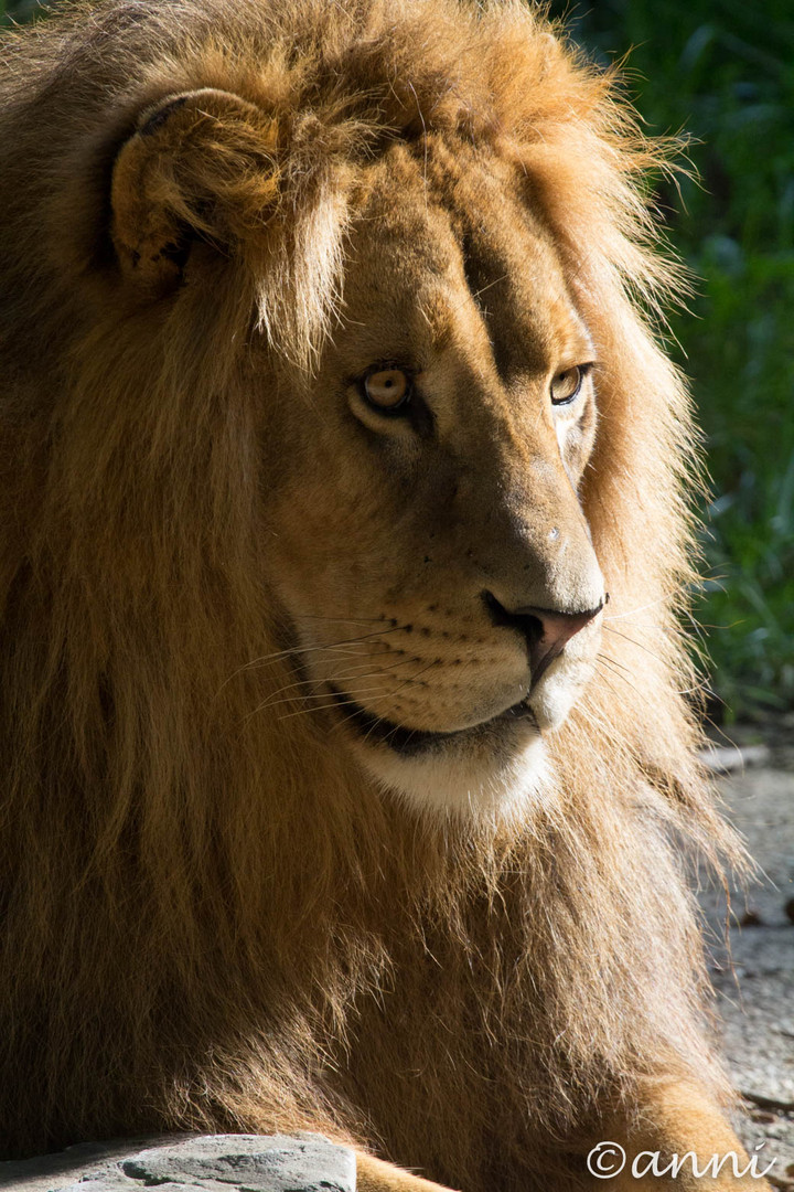 Afrikanischer Löwe