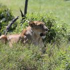 Afrikanischer Löwe hält Siesta 