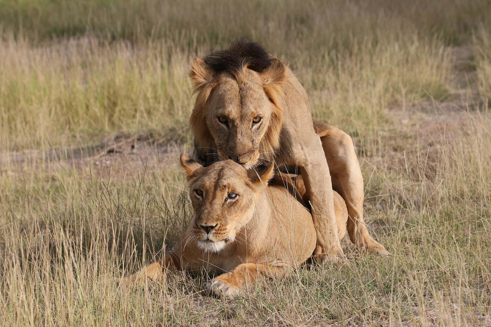 Afrikanischer Löwe - Pärchen - Bild 4