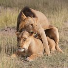 Afrikanischer Löwe - Pärchen - Bild 5