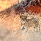 Afrikanischer Löwe - Panthera leo