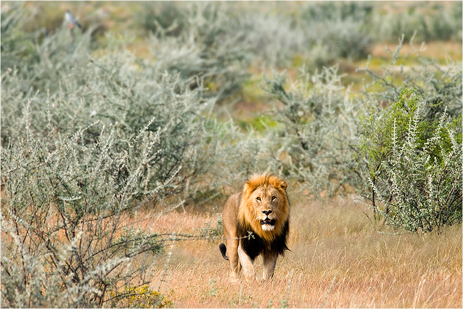 Afrikanischer Löwe (Panthera leo)