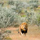 Afrikanischer Löwe (Panthera leo)