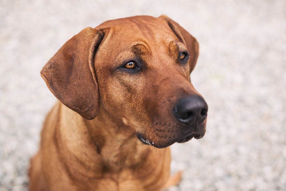 Afrikanischer Löwenhund Foto & Bild braun, hund, natur Bilder auf