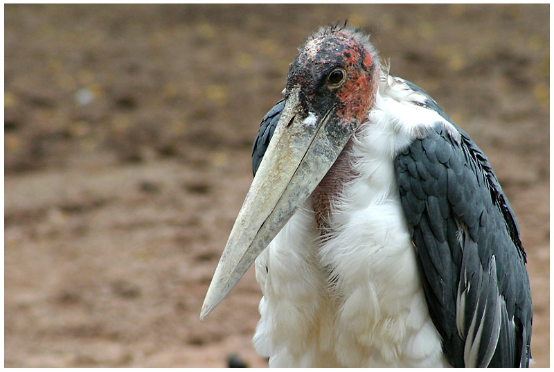 Der Marabu Der Marabu Der Macht www.fotocommunity.de