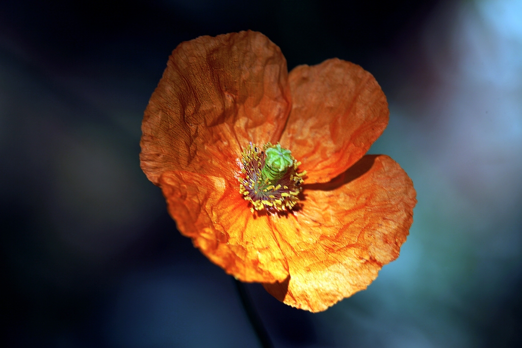 Afrikanischer Mohn