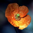 Afrikanischer Mohn