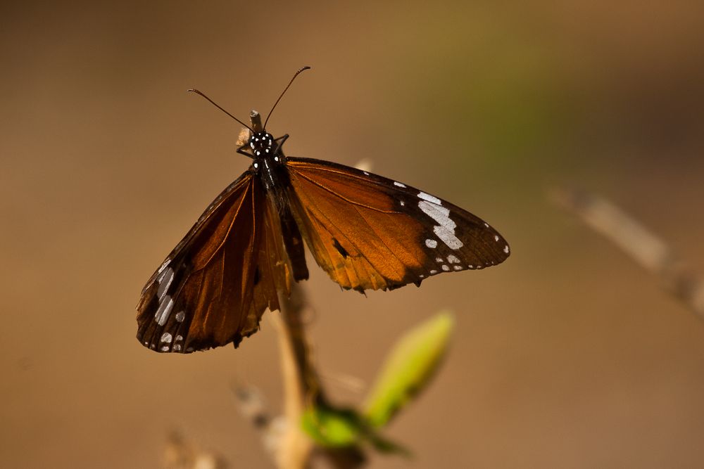 Afrikanischer Monarch