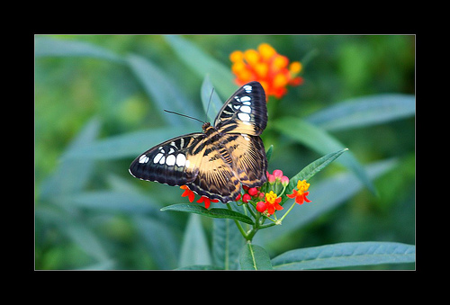 Afrikanischer Monarch