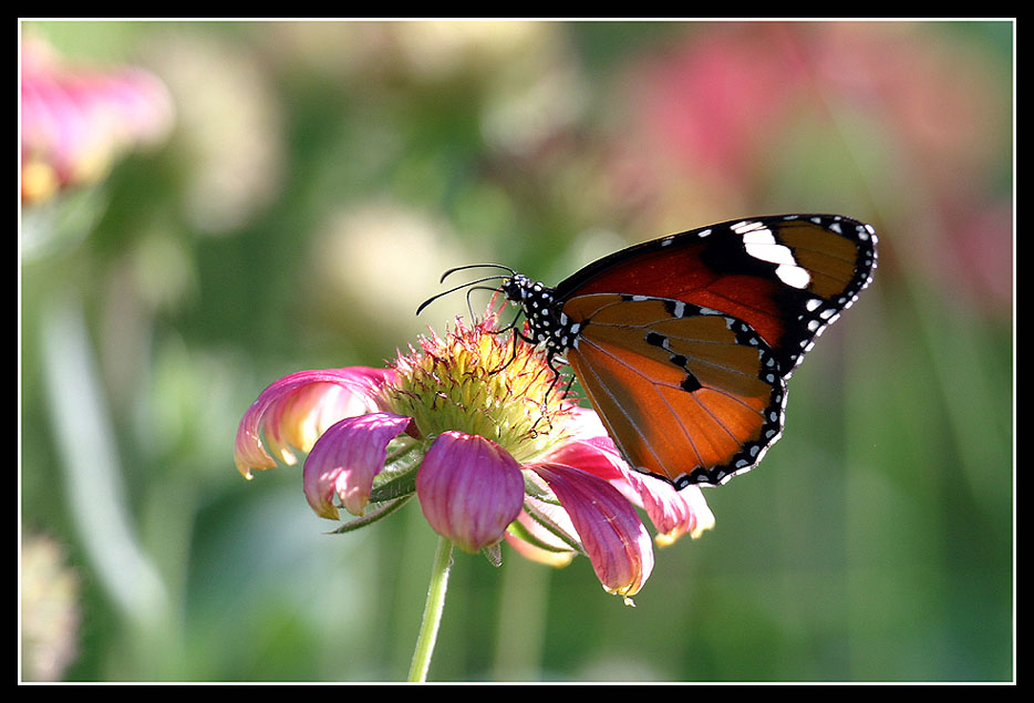 Afrikanischer Monarch