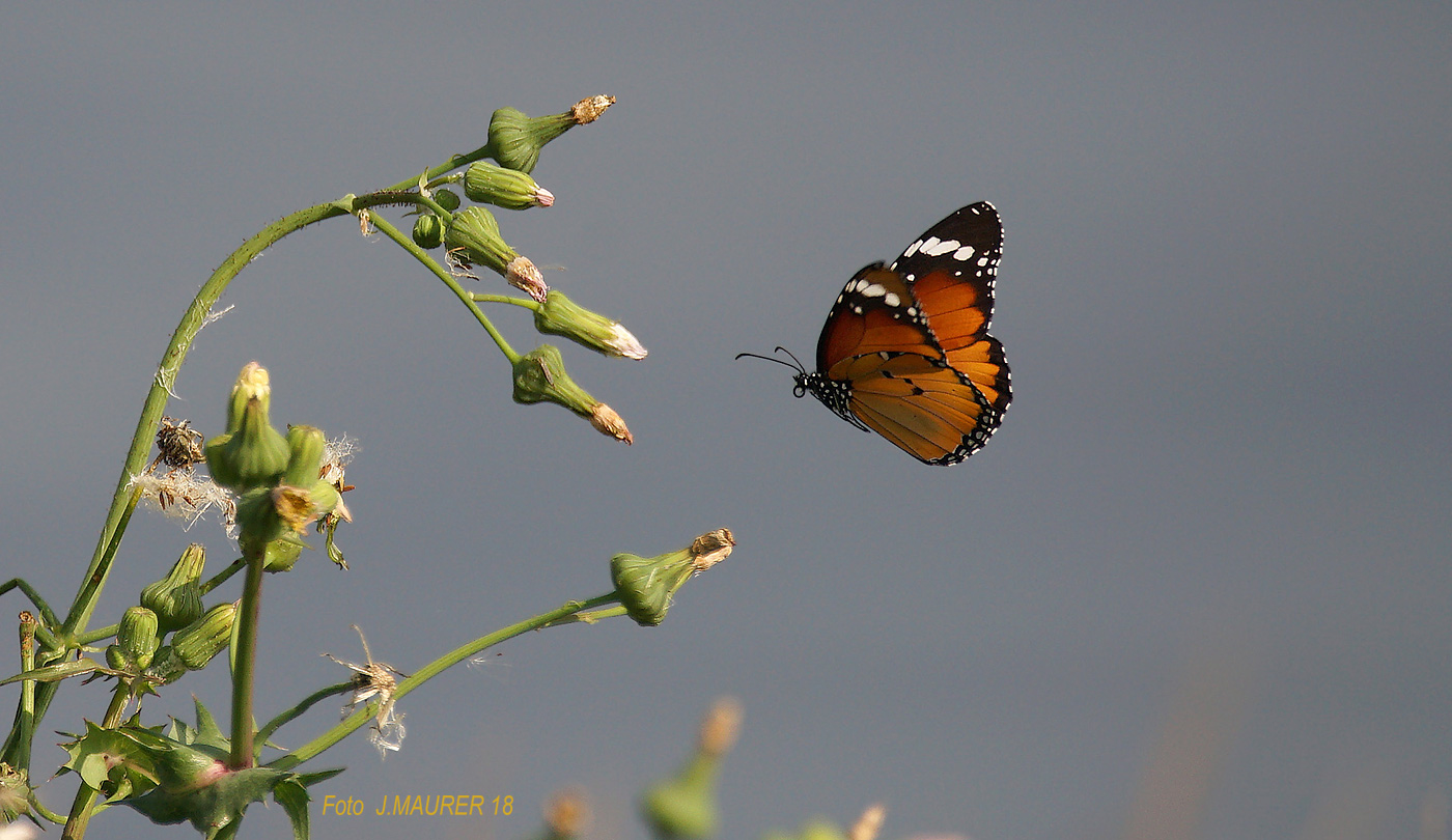 afrikanischer Monarch