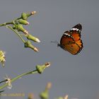 afrikanischer Monarch