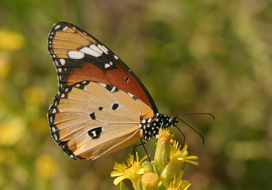 Afrikanischer Monarch auf Kos