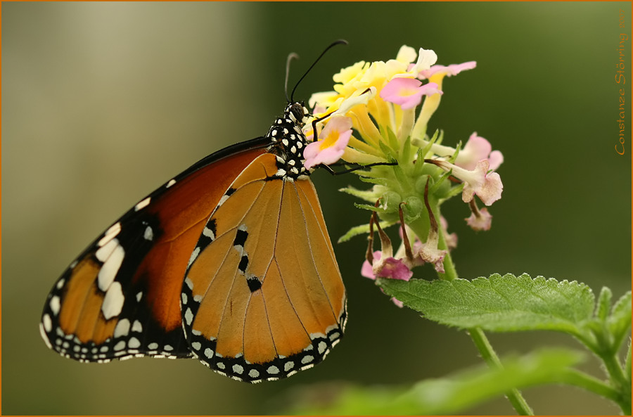 Afrikanischer Monarch