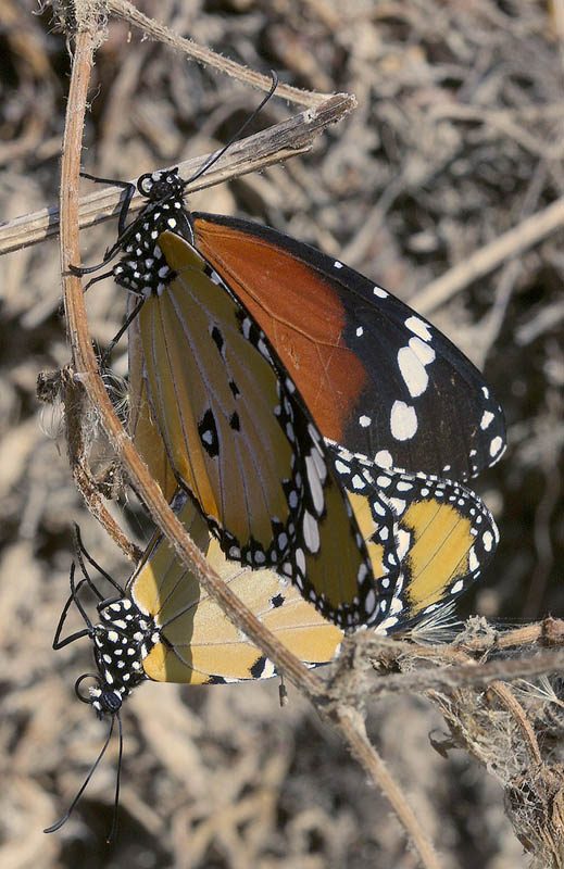 Afrikanischer Monarch bei der Paarung