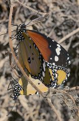 Afrikanischer Monarch bei der Paarung