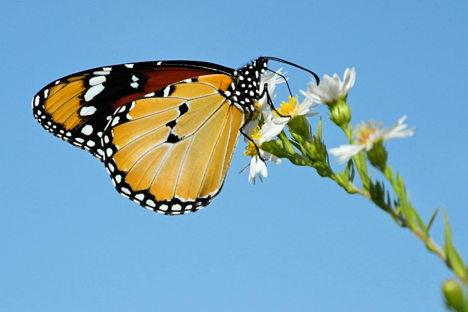 Afrikanischer Monarch ...