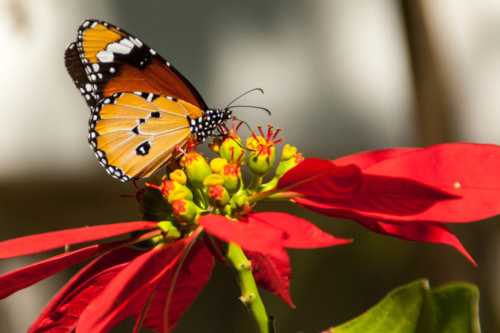 Afrikanischer Monarch (Danaus chrysippus)