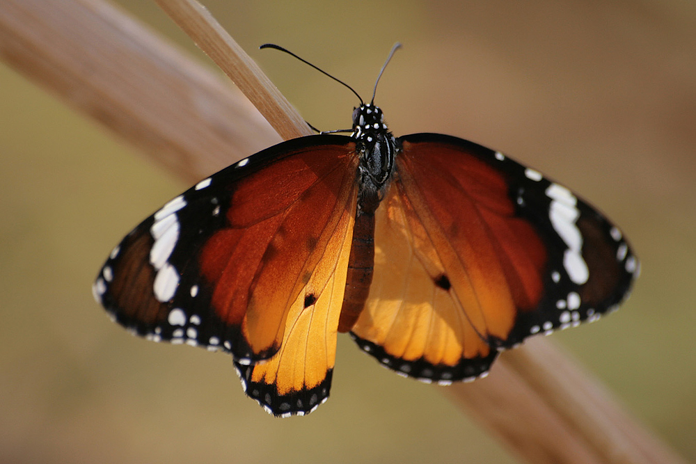 Afrikanischer Monarch (Danaus chrysippus)