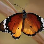 Afrikanischer Monarch (Danaus chrysippus)