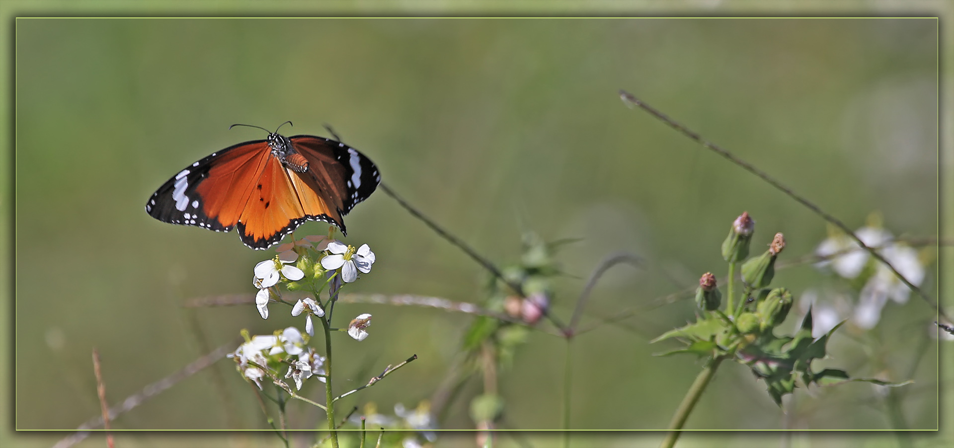 Afrikanischer Monarch im Flug ND