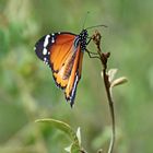 Afrikanischer Monarch, Kleiner Monarch