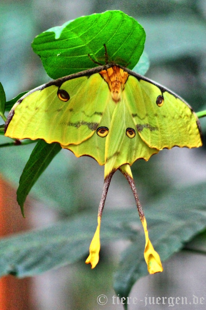 Afrikanischer Mondspinner