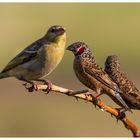 Afrikanischer Name ist Bandkeelvink (Die Bandamadine)...