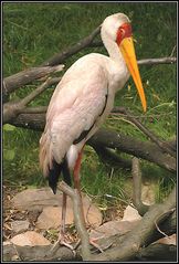 Afrikanischer Nimmersatt_Ibis ibis