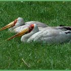 Afrikanischer Nimmersatt_Ibis ibis ist satt