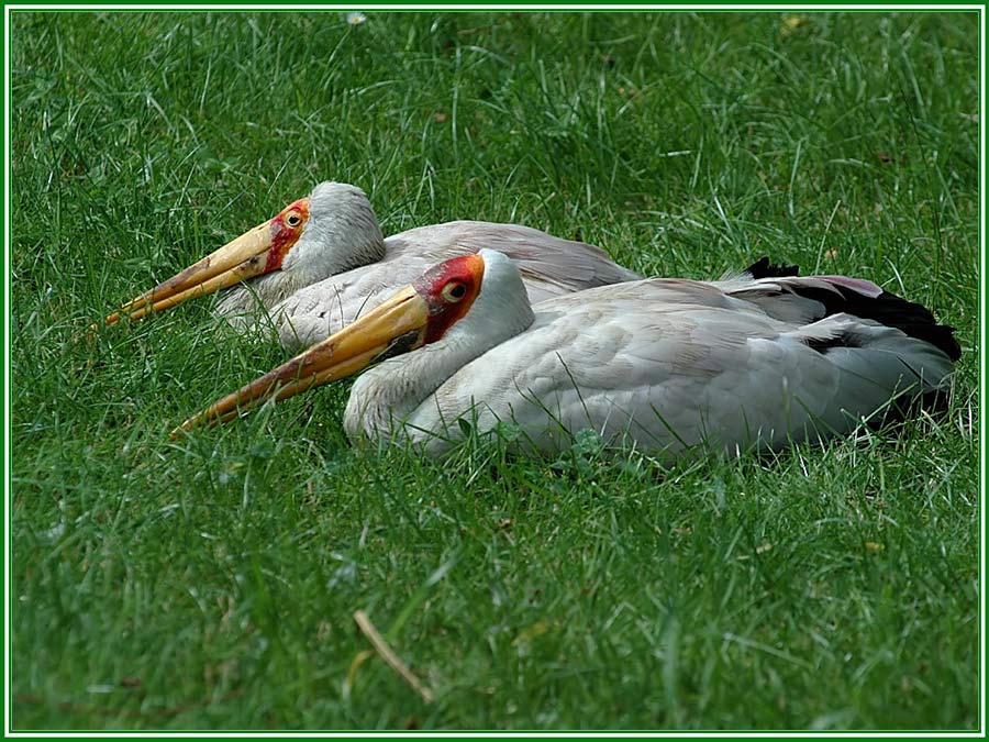 Afrikanischer Nimmersatt_Ibis ibis ist satt