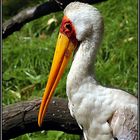 Afrikanischer Nimmersatt_Ibis ibis Portrait